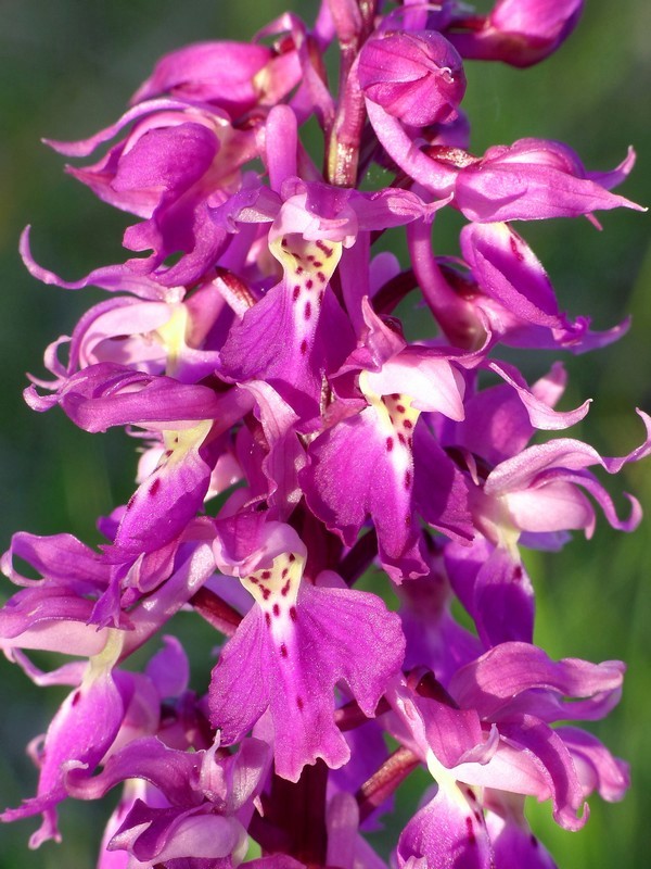 Prima fioritura di orchidee a Palena nel Parco Nazionale della Majella - maggio 2022.